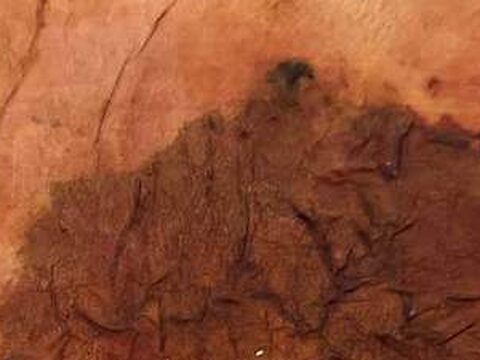 Liseron — Petites histoires, détail de la matière